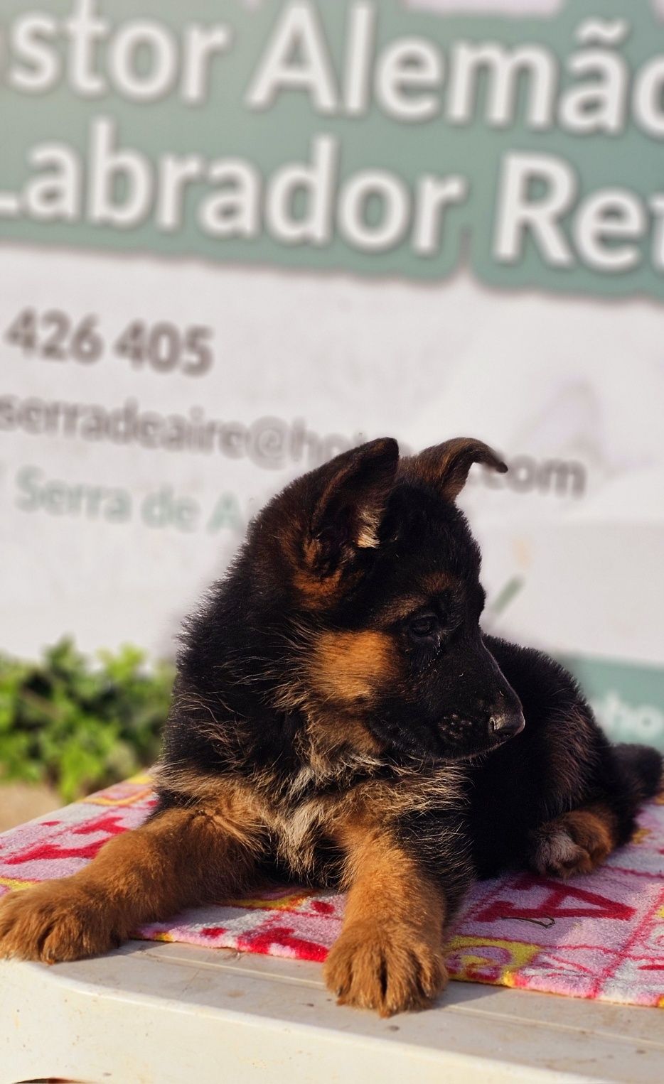 Pastor alemão   com pedigre