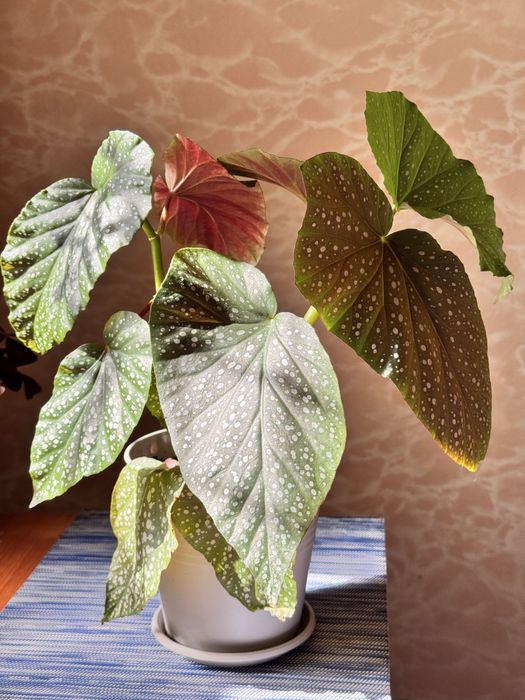 Бегонія кімнатна рослина