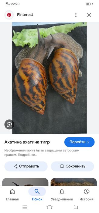 Ахатина тигр. Сухопутные улитки.