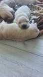 Szczeniaczki Golden Retriver