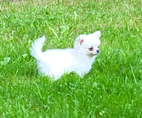 Chihuahua piesek
