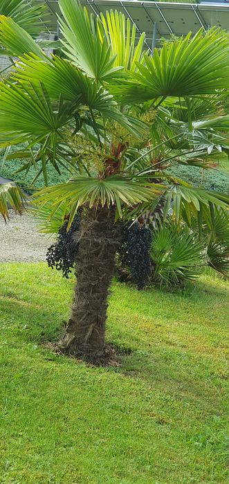 nasiona Trachycarpus Fortunei x Trachycarpus Wagnerianus Hybryda 50 sz