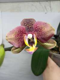 Продам орхидею Toulon