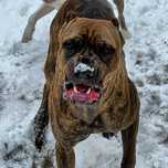 Bandog - zapowiedz miotu 2025