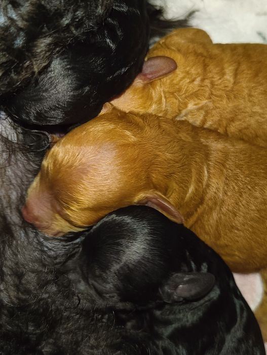 Piesek pudel toy rudy FCI