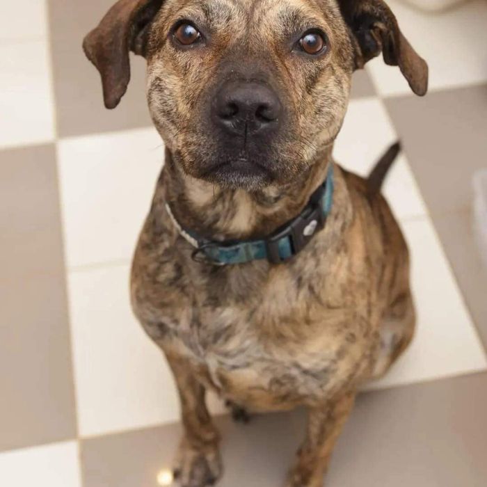 Erosik - Pies, Którego Los Kiedyś Pominął.