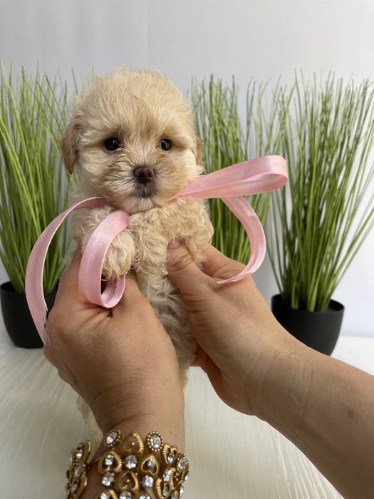 VIP Мальтипу F1  — Ваша майбутня подружка або друг вже чекає