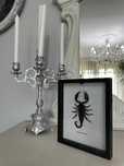 Skorpion w ramce, goth pajak ptasznik spiders scorpions