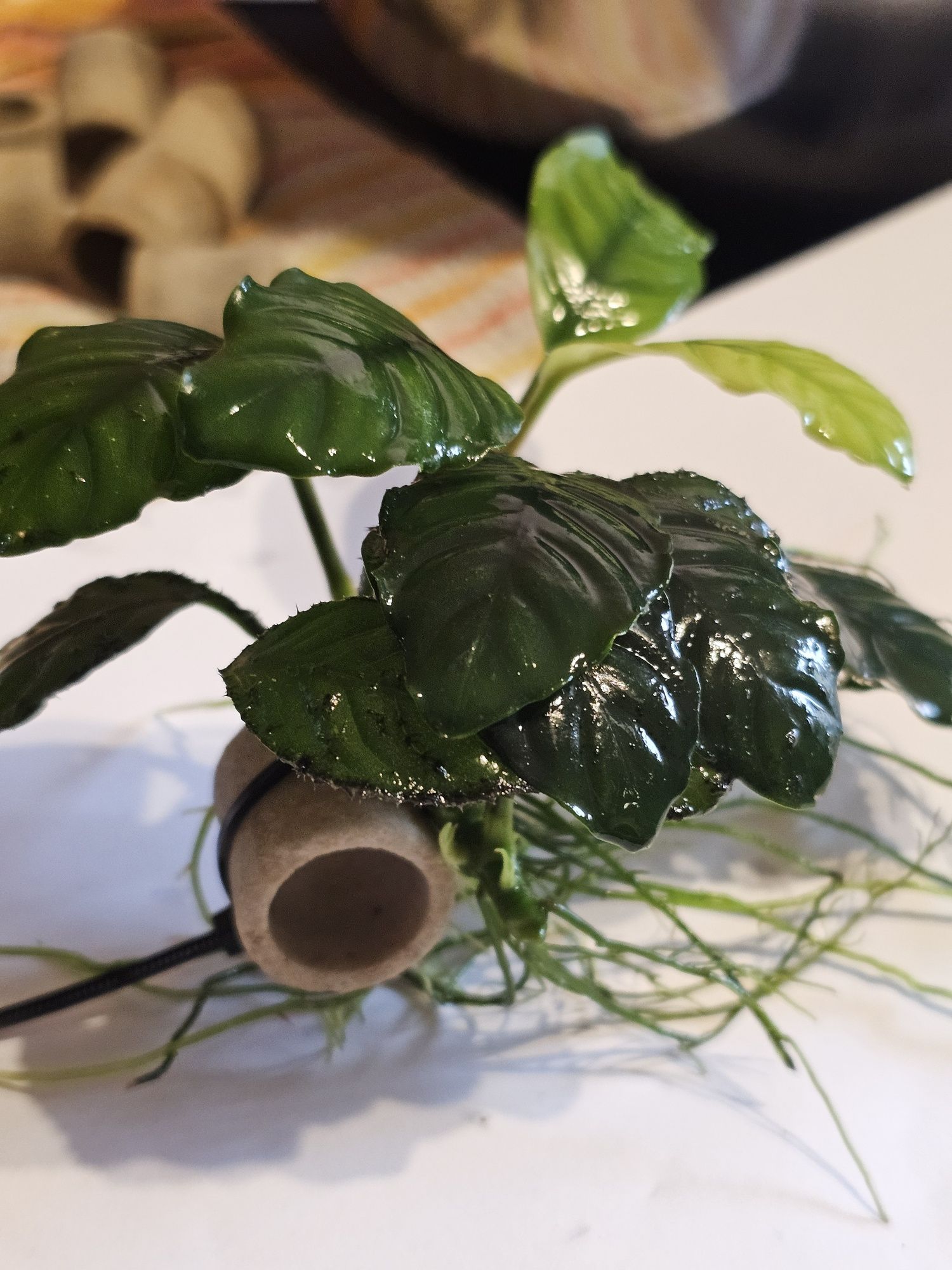 Anubias hastifolia