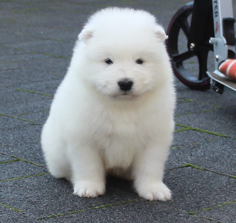 Samojed szczenię suczka samoyed
