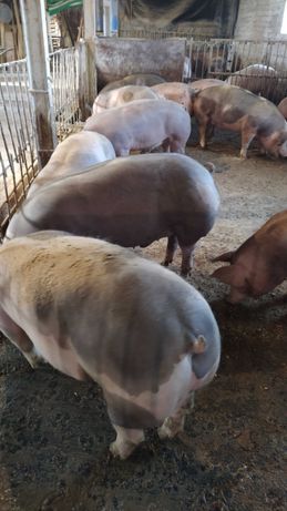 Продам свиней живою вагою або тушкою