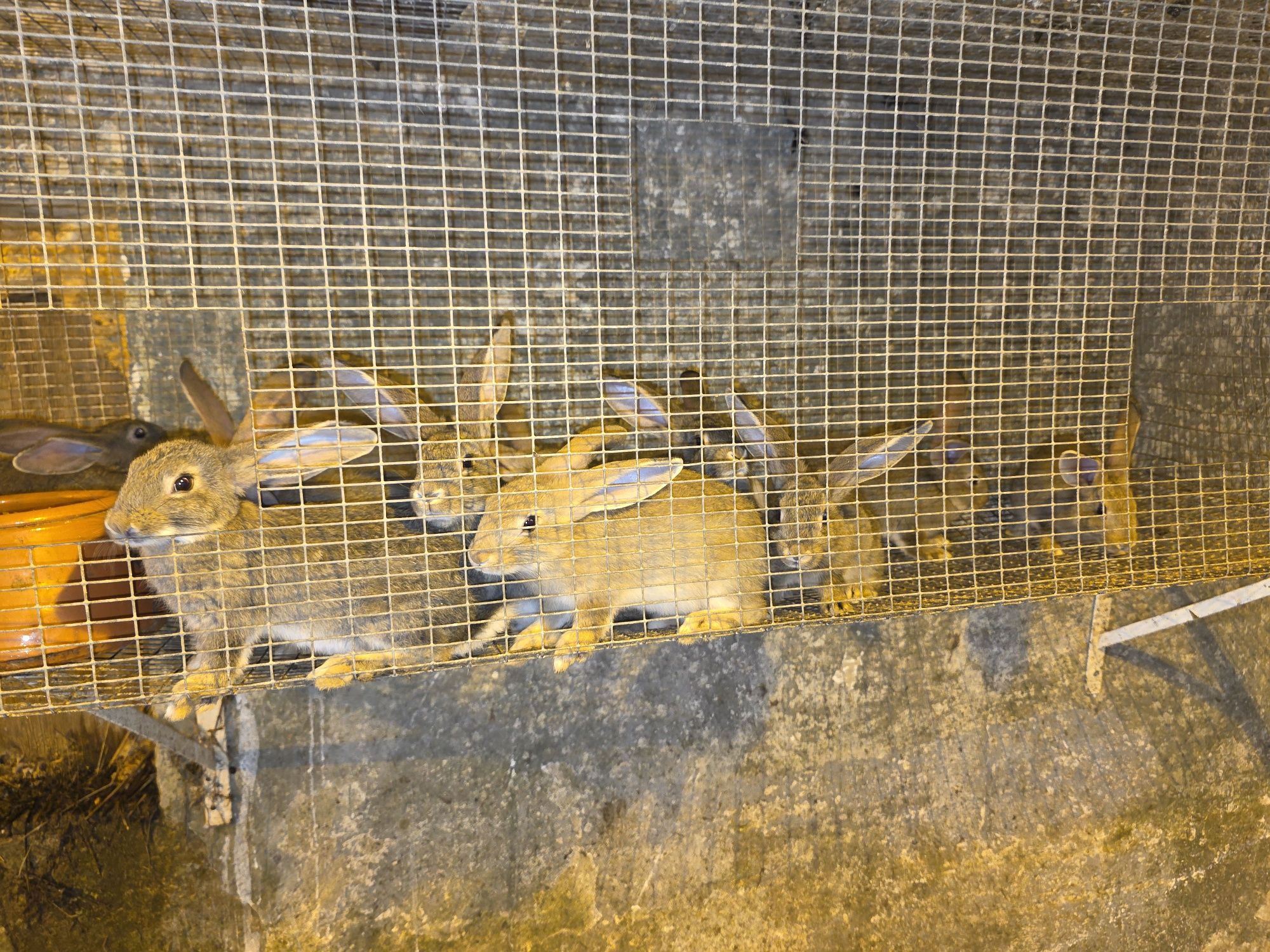 Vendo  coelhos caseiros