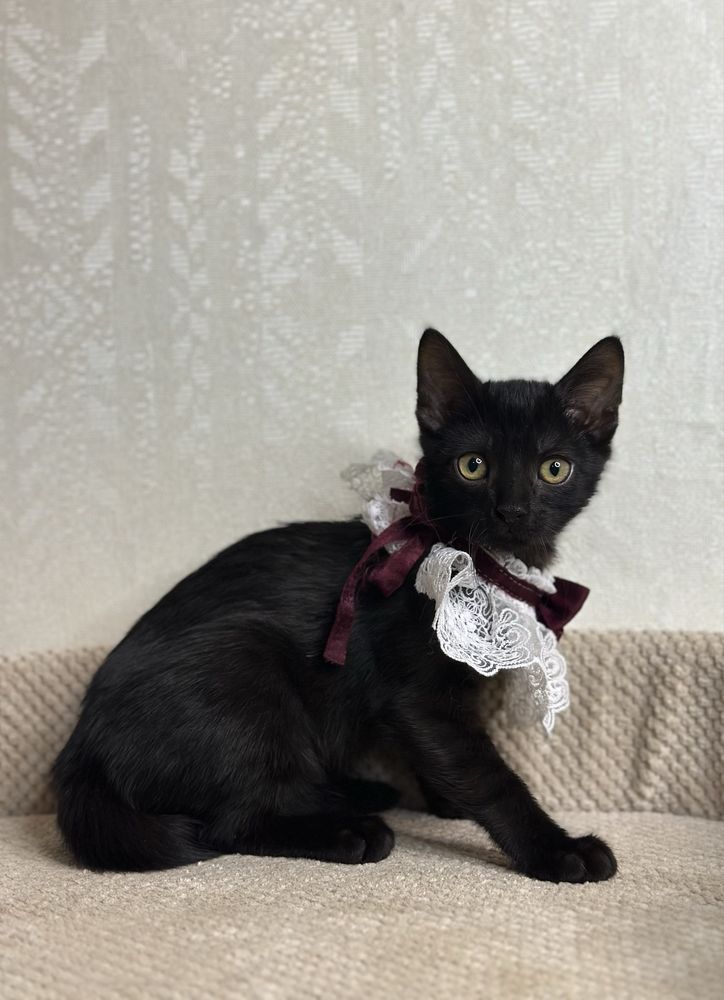 Кошеня (хлопчик ) в добрі ручки