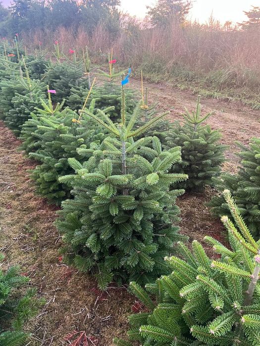 Jodła Kaukaska ukorzeniona w donicy 100-130 cm DUŻE ILOŚCI