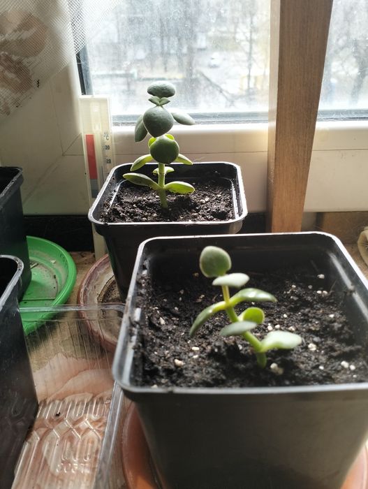 Толстянка или денежное дерево.