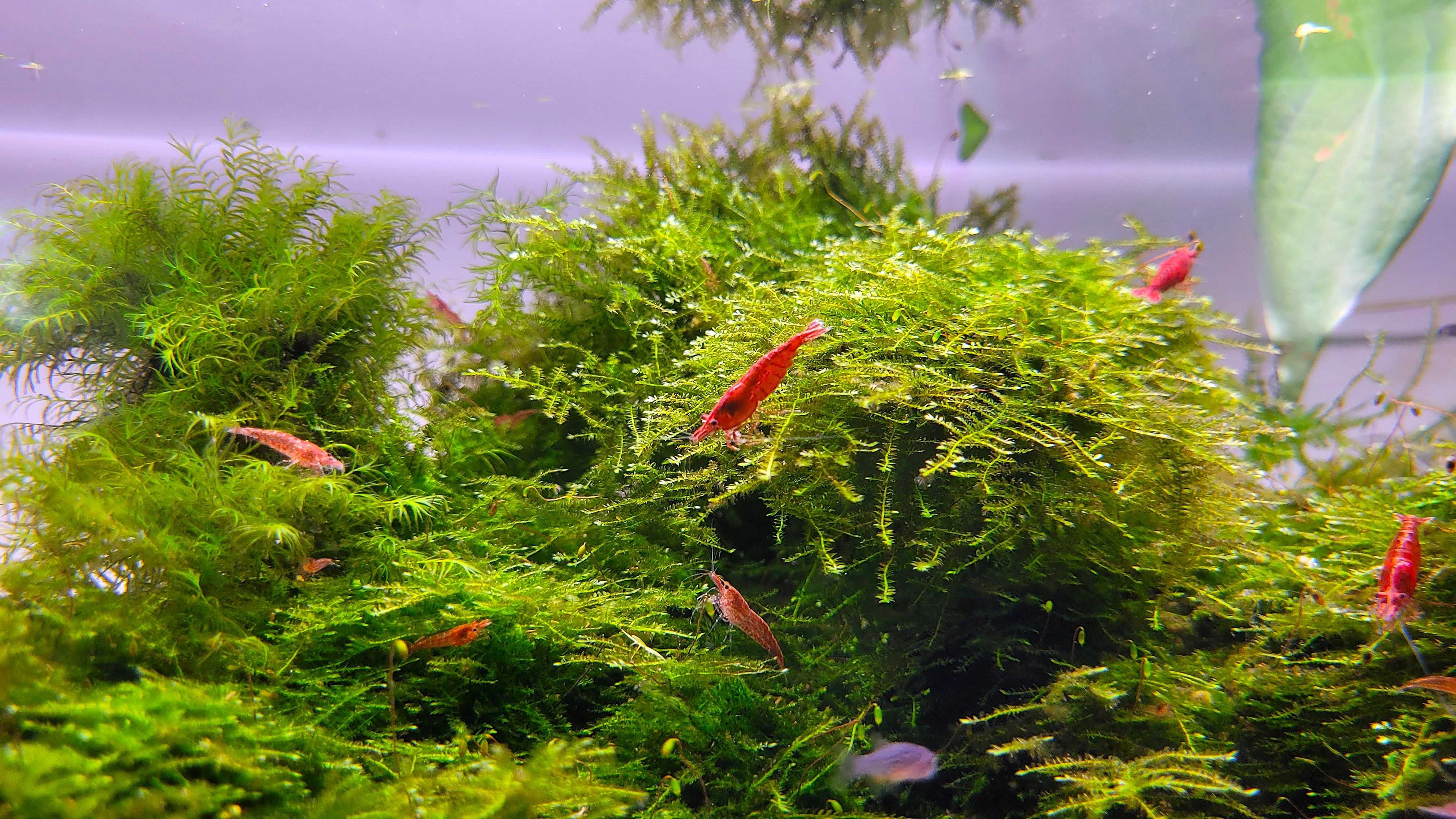 Krewetki Red Cherry