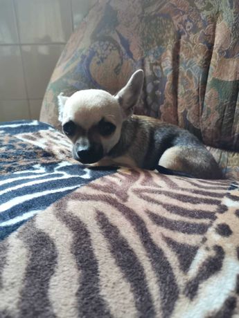 Chihuahua Macho Muito Meigo