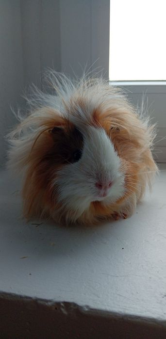 oddam świnki morskie