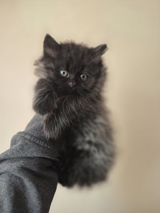 Kocurek Syberyjski Neva Masquerade