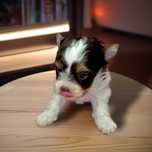 Suczka Biro Yorkshire Terrier Wyjątkowa  - dla Wyjatkowych