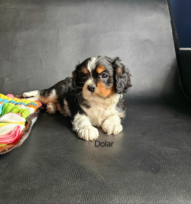 Cavalier King Charles Spaniel piesek