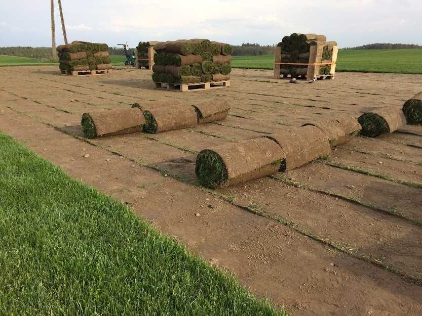 Trawa w rolce Premium (24-miesięczna)
