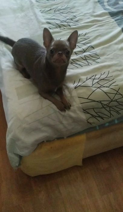 Мальчик в домашние любимцы Лиловый с подпалом ЧИХУАХУА документы КСУ