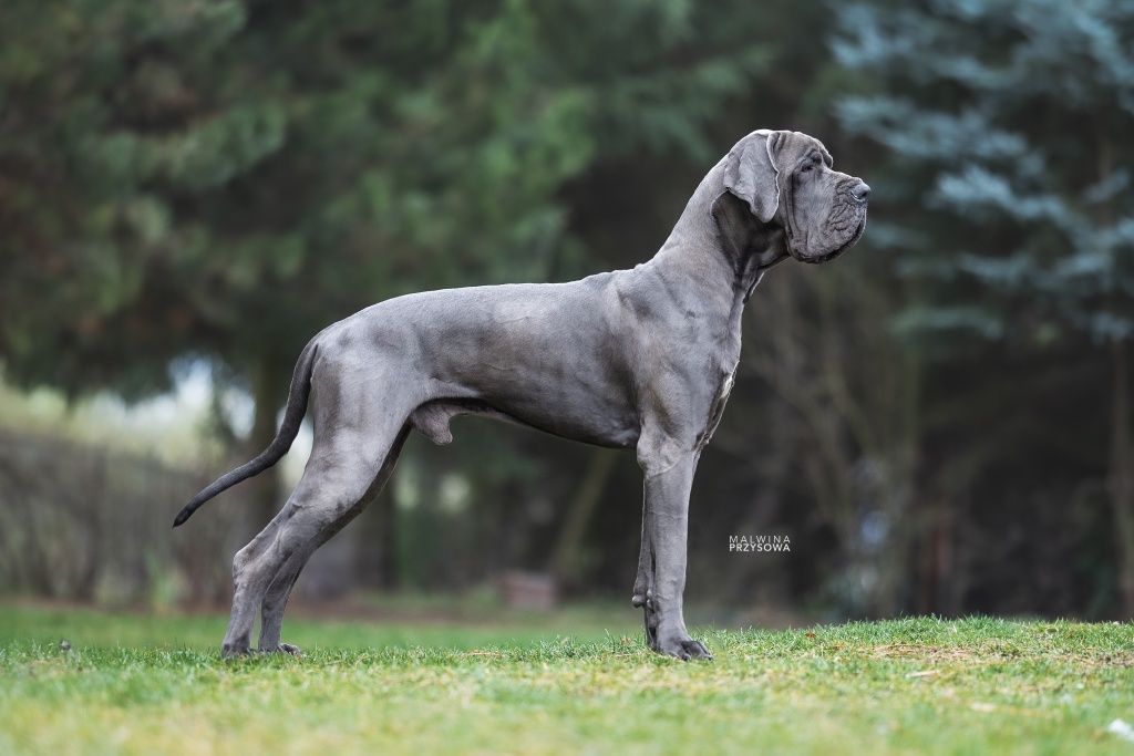 Dog niemiecki błękitny