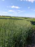 Продаж земельної ділянки село Жабелівка Вінницька г