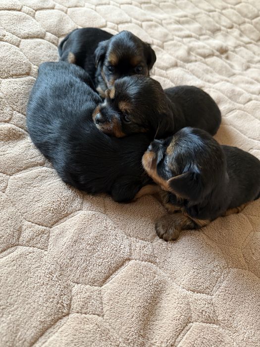 Щенки йоркширського терʼєра, йорк