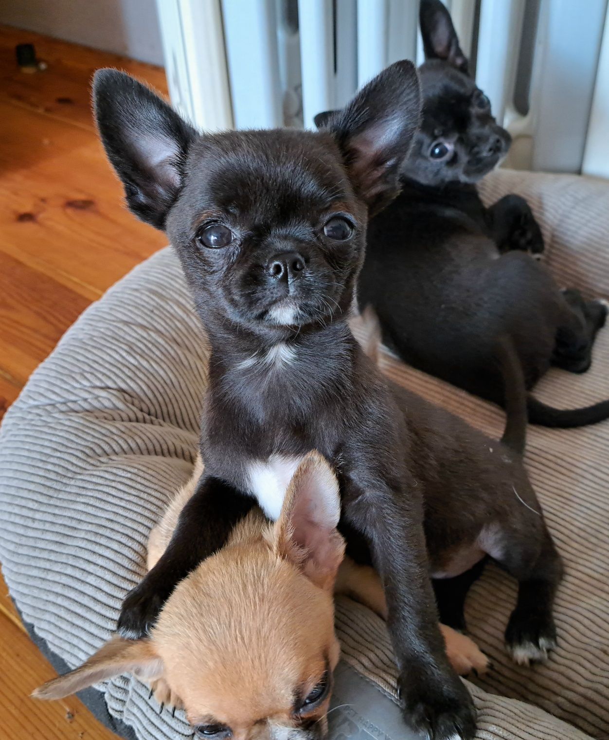 Śliczny chłopiec Chihuahua DO ODBIORU