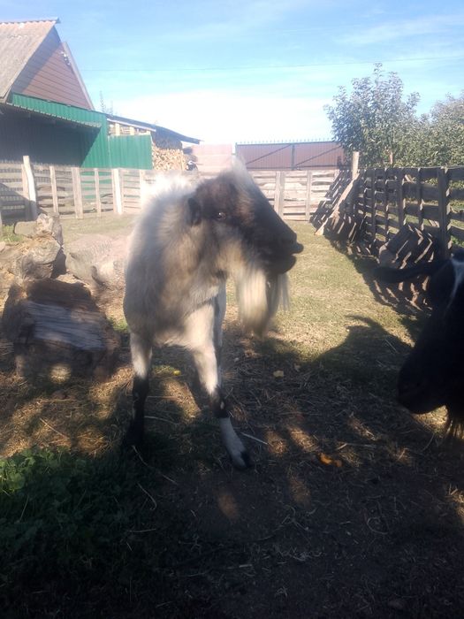 Послуги парування кіз породним козлом