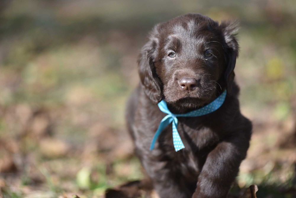 Flat Coated Retriever - czekoladowy samiec FCI/ ZKwP