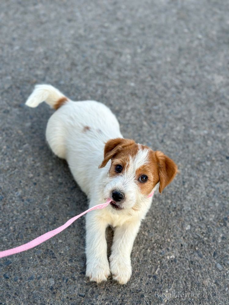 Suczka Jack Russell terrier ZKWP/FCI szorstkowlosa