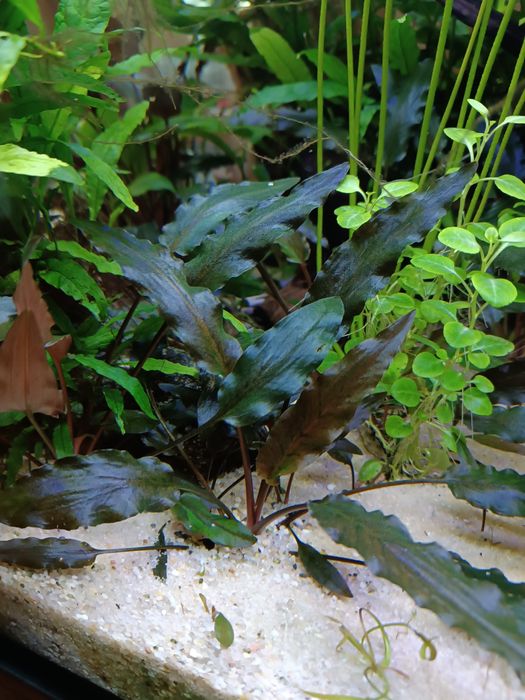 Bardzo ciekawa odmiana Cryptocoryne