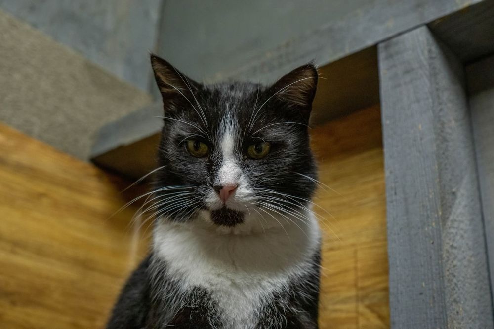 Rafiki, śliczny przyjacielski kot do adopcji