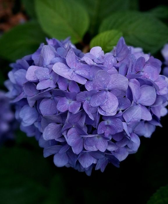 Гортензия  крупнолистная _гортензія волотиста