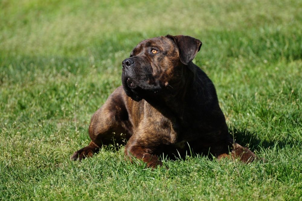 Bonus w typie Cane Corso do adopcji