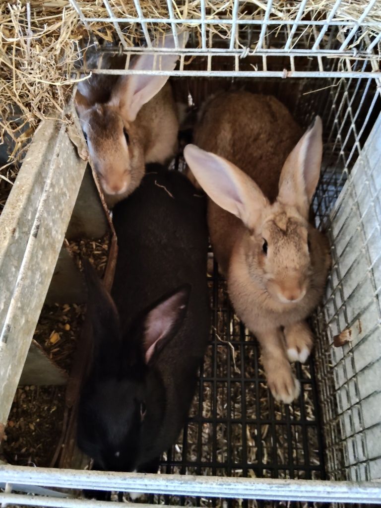Coelhos caseiros