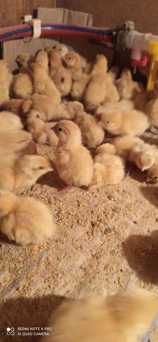 Добова перепілка ,суточные перепела феникс,техас! ТЕРНОВСКОЙр-н Кривой