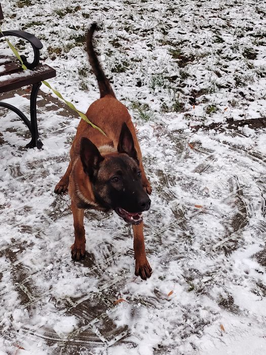 Owczarek Belgijski oddam max 50km