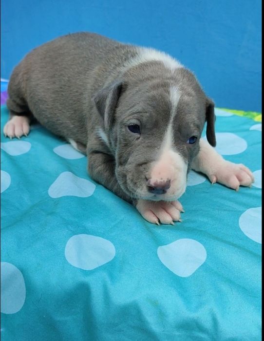 Мальчик американский питбуль терьер