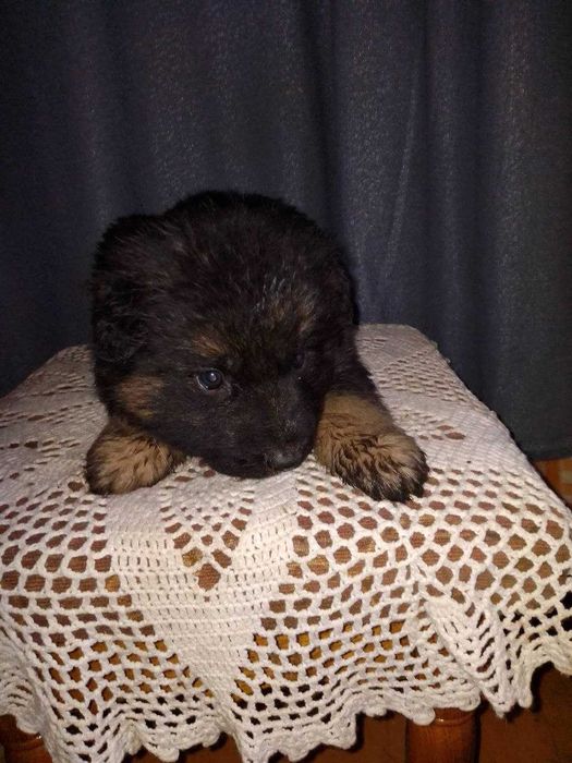 Подарую цуценят німецької вівчарки