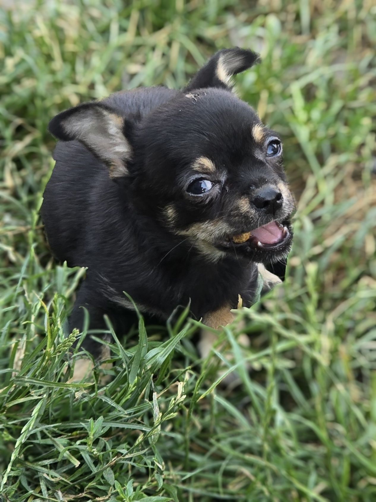 Chihuahua piesek