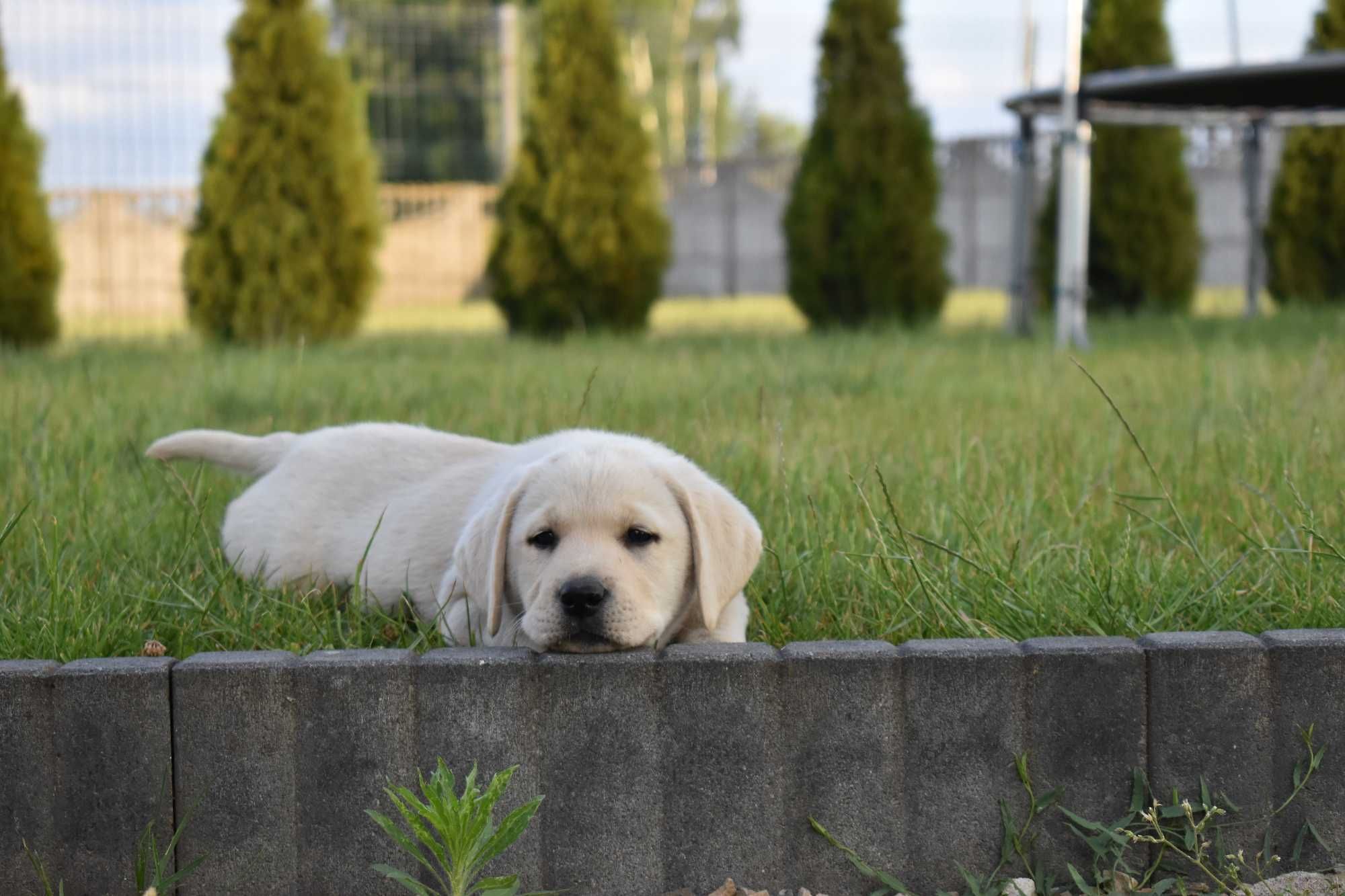 Labrador szczeniaki biszkoptowe