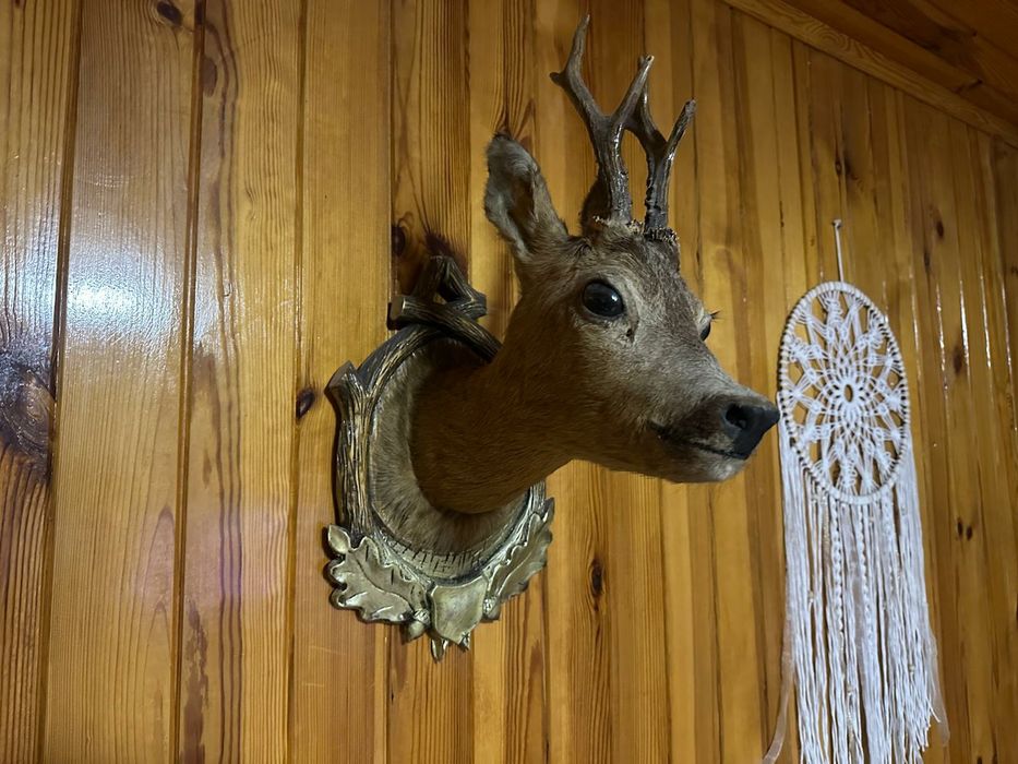 Rogi, skóry ,trofea myśliwskie