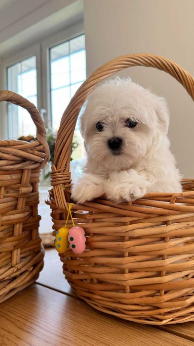 Maltańczyk Piękny Piesek z Rodowodem. Mini. Do odbioru.