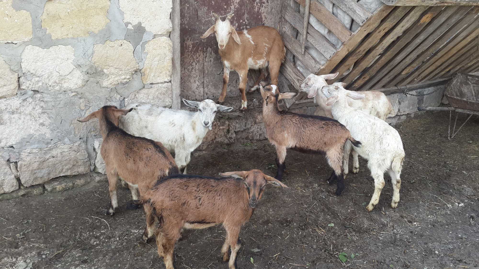 Продам молодого цапа - 8 штук на Ваш вибір