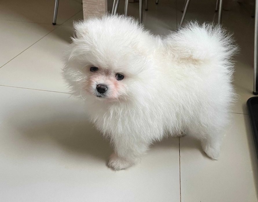 Pomeranian – kremowy przystojniak