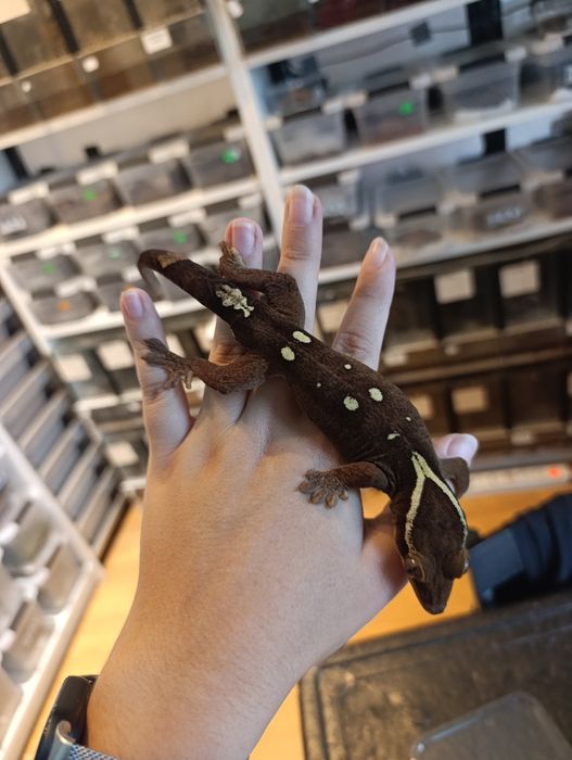 Correlophus sarasinorum White Collar